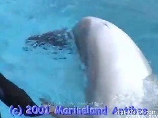 Dolphin trainer and his colleague spend time with beloved animals