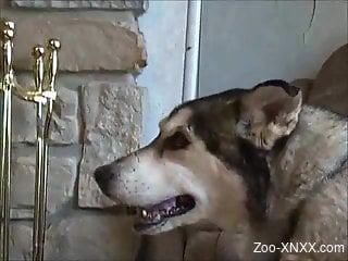 Romantic Frenching session with a dog and its owner