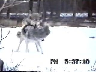 Guy at the zoo tapes two wolves fucking