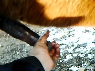 Horny dude loves to play with the horse's giant cock