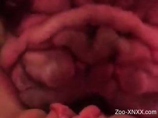 Bulldog eating a girl's pussy in a hot POV video