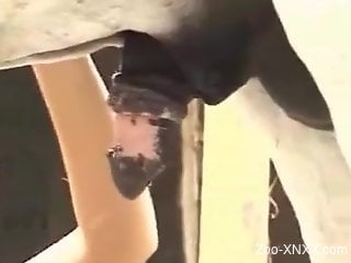 Lustful Latina massaging her boobies and sucking cock