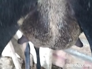 Impressive bestiality fucking with a hot hole