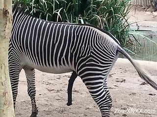 Zebra's cock makes horny zoo porn lover wanna fuck