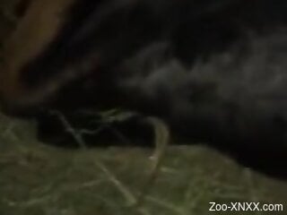 Dude fucks the beast and gets the beast off too