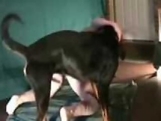 DogSex